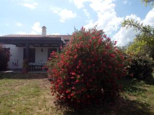 a bush with red flowers in front of a house at Casa Nerelie'S in Orosei