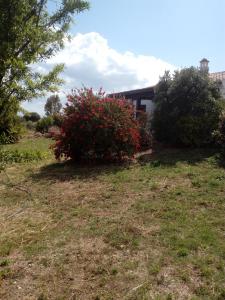 Zahrada ubytování Casa Nerelie'S