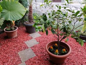 un groupe de plantes en pot dans un jardin dans l'établissement Penzion Zeleni Kakadu, à Maribor