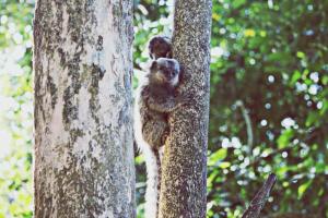 Animais in lodge ou nos arredores