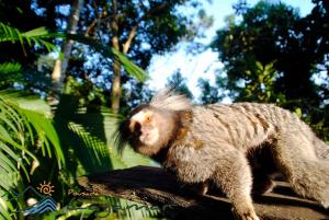 Animais in lodge ou nos arredores
