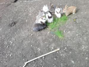 een groep konijnen die gras eten op de weg bij Familiengasthof Zirmhof in Malta