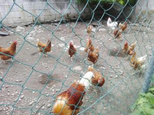 マルタにあるFamiliengasthof Zirmhofの塀の後ろに立つ鶏の群れ