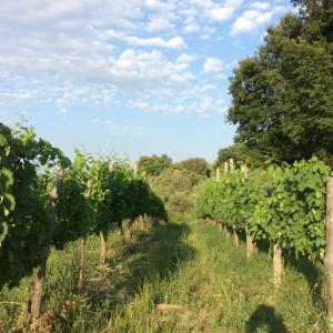 a row of grapes in a vineyard at Relais de Beaumont in Castelvetere sul Calore