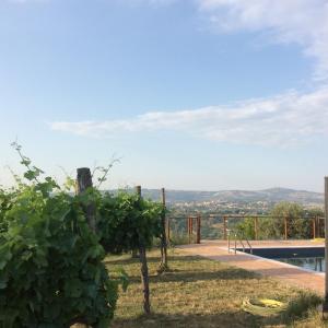 a vineyard with a view of the mountains at Relais de Beaumont in Castelvetere sul Calore