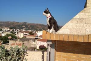 Afbeelding uit fotogalerij van Anastellar in Kissamos