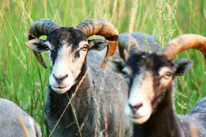 zwei Ziegen, die auf einem Wiesenfeld stehen in der Unterkunft Forsthof Niendorf in Teterow