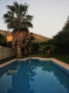 una gran piscina con una palmera en un patio en Casa Rural Los Membrillos, en Teba