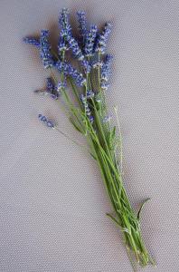 Un mazzo di fiori viola su sfondo bianco di Camp San Antonio a Biograd na Moru