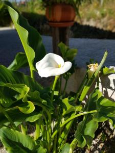 a white flower sitting on top of a plant at O Refuxio de la Jerezana in Redondela