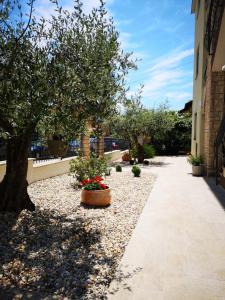 a garden with a tree and flowers on a sidewalk at Apartments Ana in Novigrad Istria