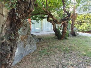 un gruppo di alberi accanto a un muro di pietra di B&B SOFIA a Santo Stefano Ticino