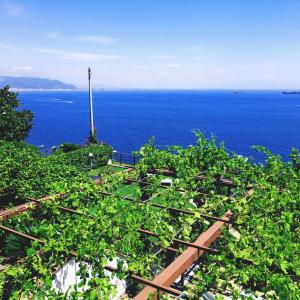 a field of vines with the ocean in the background at Il Nido del Gabbiano in Vietri sul Mare