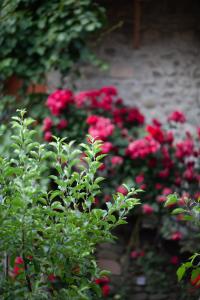 Giardino di Chateau Mere