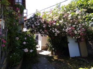 Zahrada ubytování Apartments Placovici