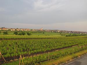 Fotografia z galérie ubytovania Sklep U Křížku ve Velkých Bílovicích