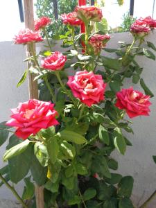 Vonkajšia záhrada v ubytovaní Roses Studios