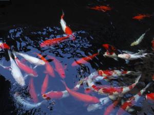 a group of koi fish swimming in a pond at Amari Vogue Krabi in Tab Kaek Beach