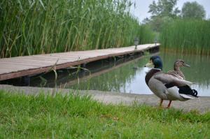 two ducks standing on a dock near a body of water at Miklós FKK Naturist in Szigetszentmiklós