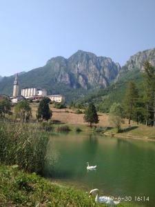 un cisne nadando en un lago con montañas en el fondo en Molini .LAGHI en Malga Campiluzzi Inferiore