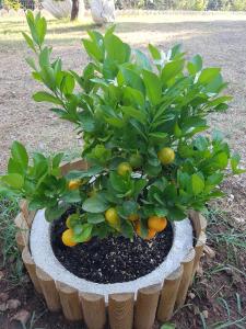a plant in a basket with oranges on it at Studio Foris in Sivota