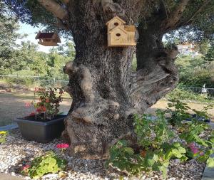 a tree with a bird house on it at Studio Foris in Sivota