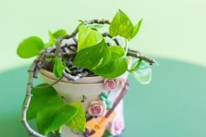 a plant in a pot with green leaves at 曉翠軒親子民宿 in Wujie