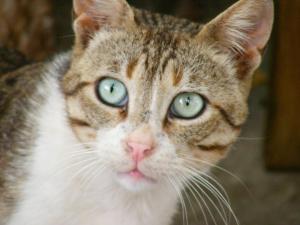 Eine Katze mit grünen Augen, die in die Kamera schaut. in der Unterkunft Thea Home Hotel in Skopelos