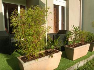 two pots with plants in them sitting on the grass at Park de Vincennes in Pau