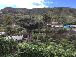 a tree in the middle of a field of plants at #Ocean view studio #WIFI in Icod de los Vinos