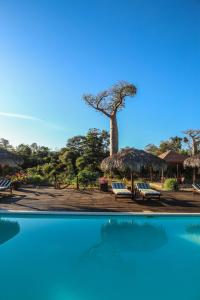 une piscine avec des chaises et un arbre en arrière-plan dans l'établissement RELAIS DU KIRINDY, à Kirindy