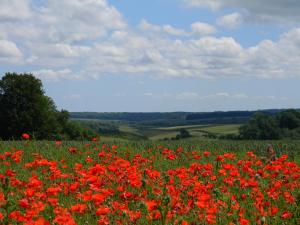 a field of red flowers in a green field at Willowherb Glamping Pod in Cheltenham +6 photos