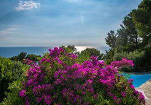 a bush of purple flowers next to a swimming pool at Il Carrubo Capri in Anacapri