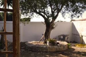 Zahrada ubytování Masseria 77