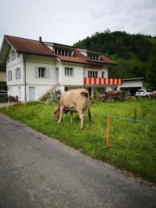 Eine Kuh, die im Gras neben einem Haus weidet in der Unterkunft Sandras Flat in Giswil