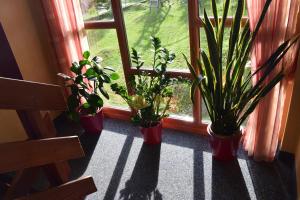 Ogród w obiekcie Pension Appartement Ambrosi