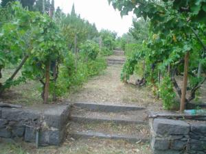 Zahrada ubytování Il Vigneto