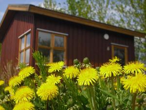 Dārzs pie naktsmītnes Guesthouse Pétursborg