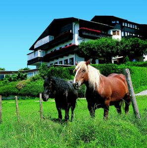 zwei Pferde auf einem Feld vor einem Gebäude in der Unterkunft Aldranser Hof in Innsbruck