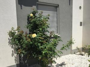 Fotografia z galérie ubytovania Apartment Seke v destinácii Podstrana