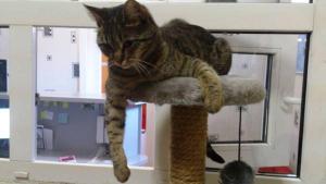 a cat sitting on top of a cat tree at Economy Hotel Lira in Saint Petersburg