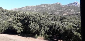 a forest of trees with mountains in the background at Agriturismo La Tuva in Padru