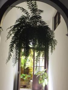 Casa Colonial Cejas外面的花园