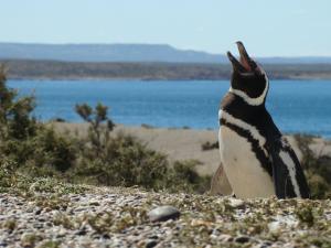 a penguin sitting on a beach looking at the water at Cheltum Hotel in Trelew