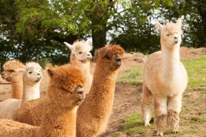 a group of llamas standing in a field at The Llama Hut in Kirk Leavington