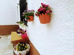 un gruppo di piante in vaso appese a un muro di Casa de Férias MariCeu Mirandela a Mirandela