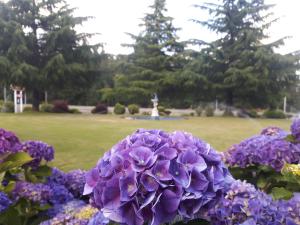 a bunch of purple flowers in a park at Fuller Lake Chemainus Motel in Chemainus