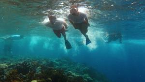 two people swimming in the water near a reef at Menjangan Bali Homestay in Banyuwedang +20 photos