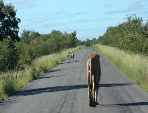 Hosté ubytování Mokuti Etosha