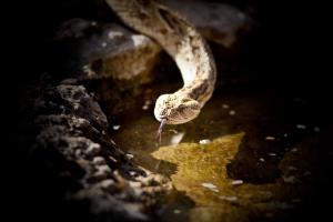 Fotografie z fotogalerie ubytování Mokuti Etosha v destinaci Namutoni